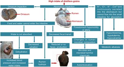 Case Report: Abomasum Impaction in Beef Cattle Due to High Intake of Distillers' Grain and Treatment Options in Southwest China